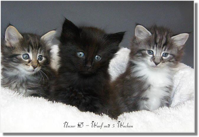 Unsere sen mit 5 Wochen