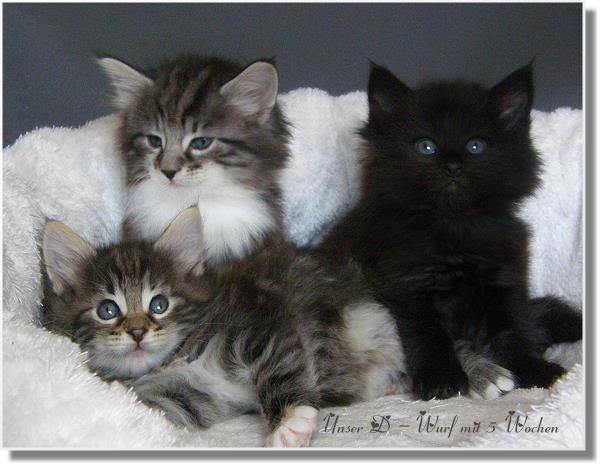 Unsere sen mit 5 Wochen