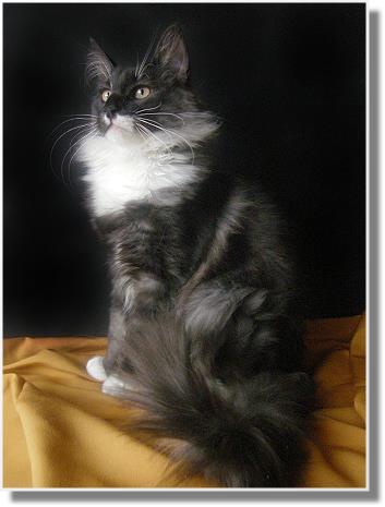 Suria's Cat's Cherokee