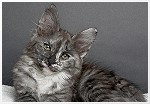 Curly Sue 12 Wochen alt