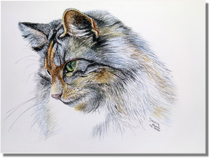 Suria's Cat's Dakota.... ein ehemaliges Kitten aus meiner  Zucht