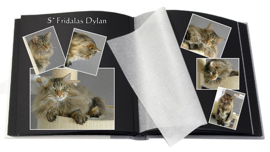 S*Fridalas Dylan