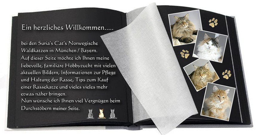 Ein herzliches Willkommen bei den Suria�s Cat�s Norwegische Waldkatzen im Osten von M�nchen / Bayern.