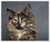 Fabienne mit 13 Wochen