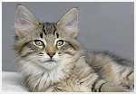 Filou 11,5 Wochen alt