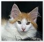 Gandalf mit 12,5 Wochen