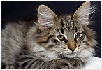 Gismo 11,5 Wochen alt
