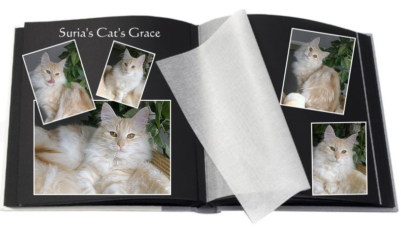 Suria's Cat's Grace