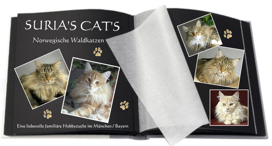 Ein herzliches Willkommen bei den Suria�s Cat�s Norwegische Waldkatzen im Osten von M�nchen / Bayern.