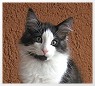 Honky mit 12 Wochen