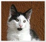 Hutch mit 12 Wochen