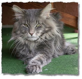 Icecat's Indigo - Blue