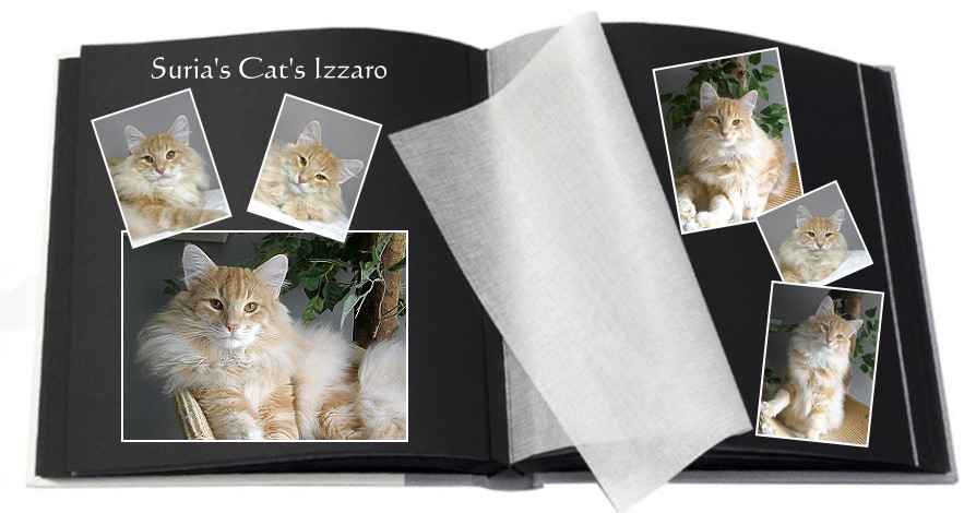 Suria's Cat's Izzaro