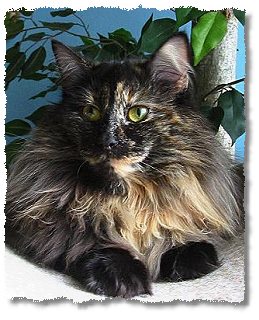 Suria's Cat's Jamain 
