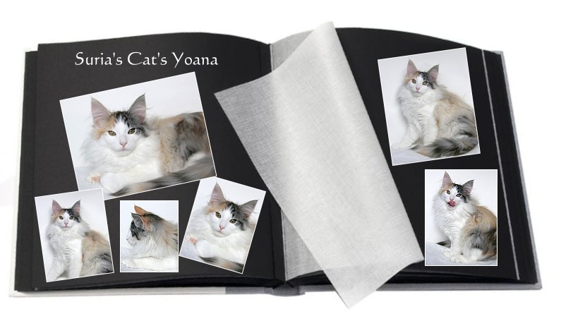 Suria's Cat's Yoana