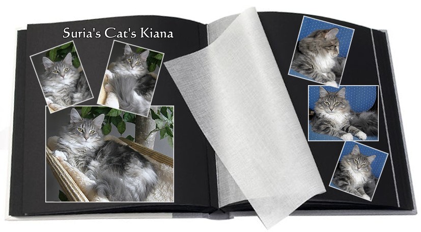 Suria's Cat's Kiana