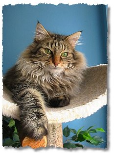 Suria's Cat's Kira
