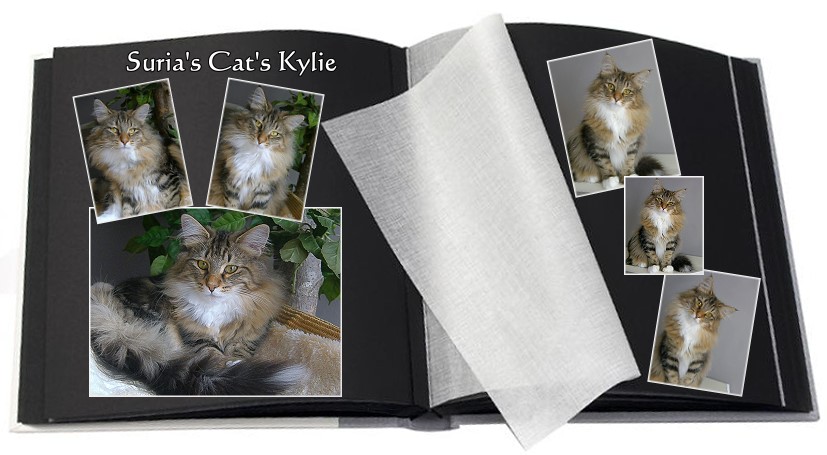 Suria's Cat's Kylie