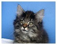 Lillifee 12,5 Wochen alt