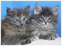 Phiebi & Phoebe 6 Wochen alt