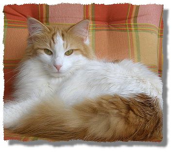 Ch. Suria's Cat's Queeny