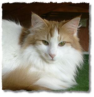 Suria's Cat's Queeny