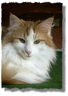 Ice Cat's Indigo - Blue