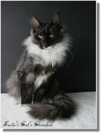Suria's Cat's Cherokee mit 5,5 Monaten