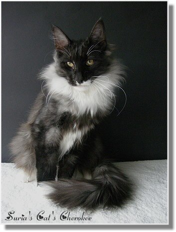 Suria's Cat's Cherokee mit 5,5 Monaten Suria's Cat's Cherokee mit 5,5 Monaten