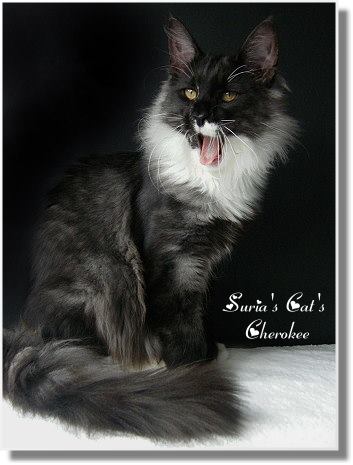 Suria's Cat's Cherokee mit 5,5 Monaten Suria's Cat's Cherokee mit 5,5 Monaten