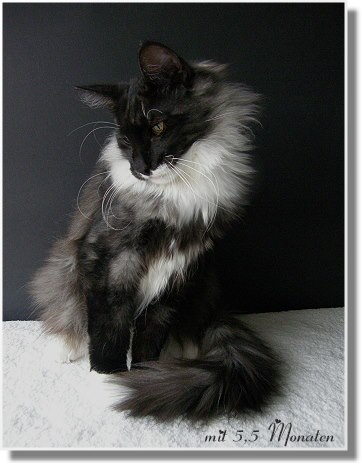 Suria's Cat's Cherokee mit 5,5 Monaten Suria's Cat's Cherokee mit 5,5 Monaten