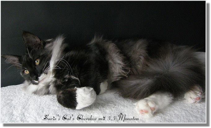 Suria's Cat's Cherokee mit 5,5 Monaten Suria's Cat's Cherokee mit 5,5 Monaten