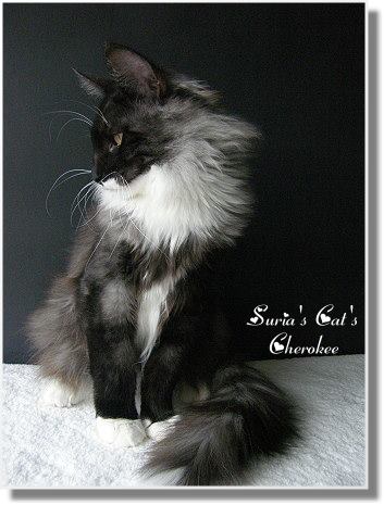 Suria's Cat's Cherokee mit 5,5 Monaten Suria's Cat's Cherokee mit 5,5 Monaten