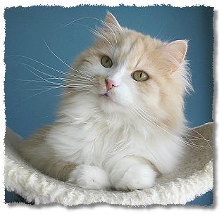 Unser Simba