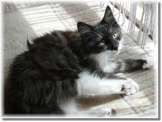 Suria's Cat's Vincent Suria's Cat's Vincent