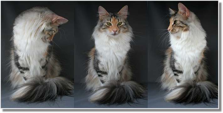 “ Suria’s Cat’s Dakota mit 1 Jahr und 8 Monaten “  “ Suria’s Cat’s Dakota mit 1 Jahr und 8 Monaten “
