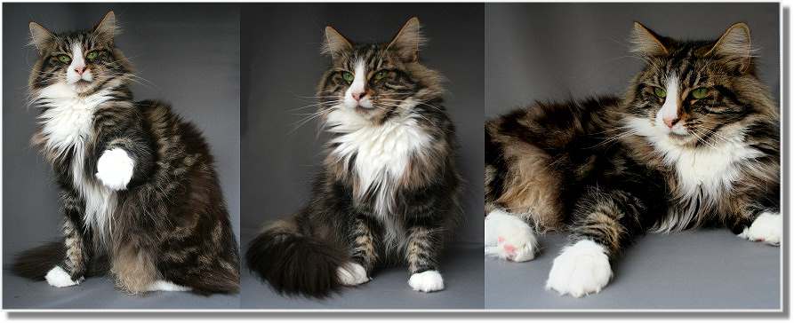 “ Suria’s Cat’s Leslie mit knapp 4 Jahren “  “ Suria’s Cat’s Leslie mit knapp 4 Jahren “