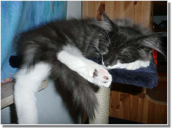 “ Suria’s Cat’s Vincent mit 4  Monaten “  “ Suria’s Cat’s Vincent mit 4  Monaten “