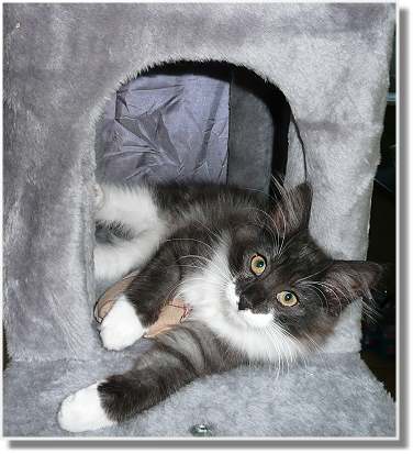 “ Suria’s Cat’s Vincent mit 4  Monaten “  “ Suria’s Cat’s Vincent mit 4  Monaten “