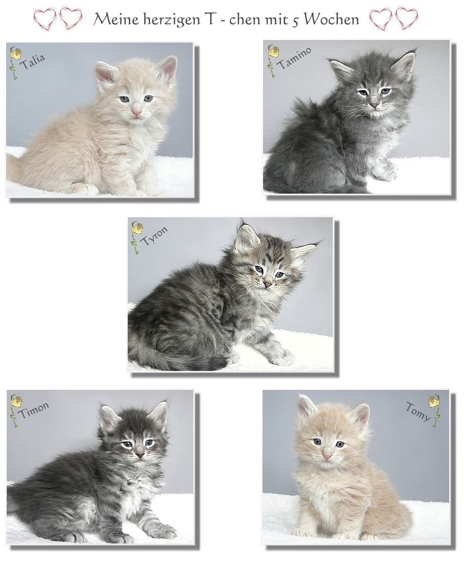 meine s��en T - chen 5 Wochen alt