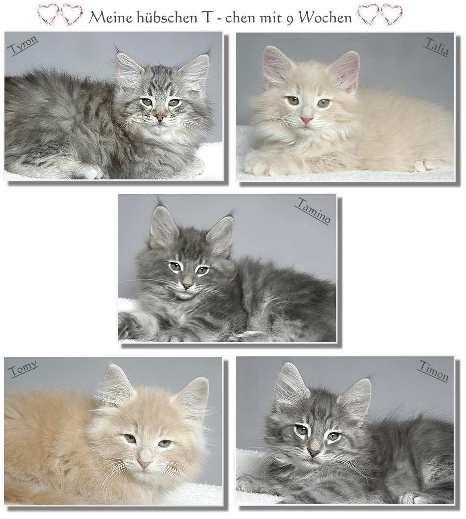 meine s��en T - chen 9 Wochen alt