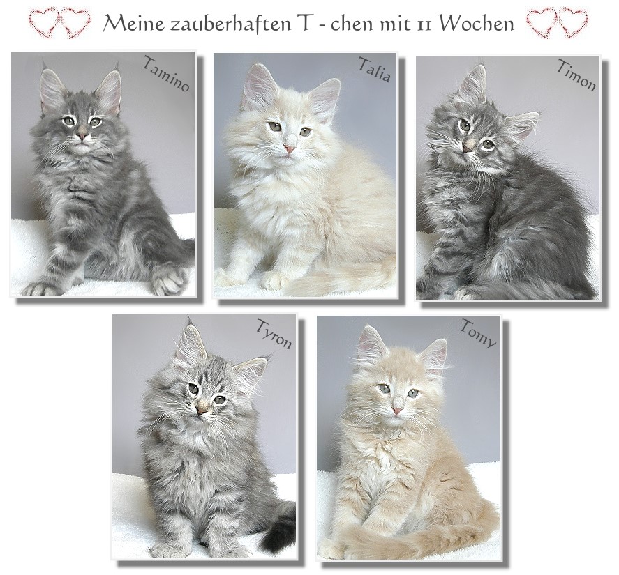 meine s��en T - chen 11 Wochen alt