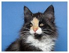 Thalia 12,5 Wochen alt