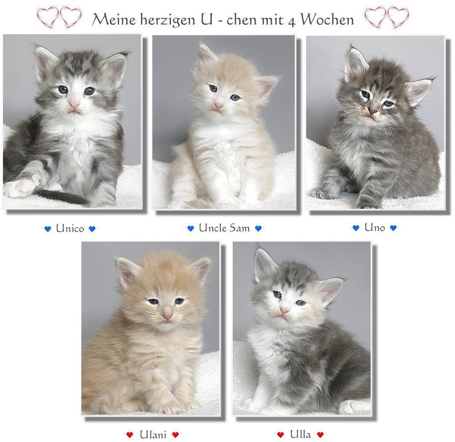 Meine U-chen 4 Wochen alt