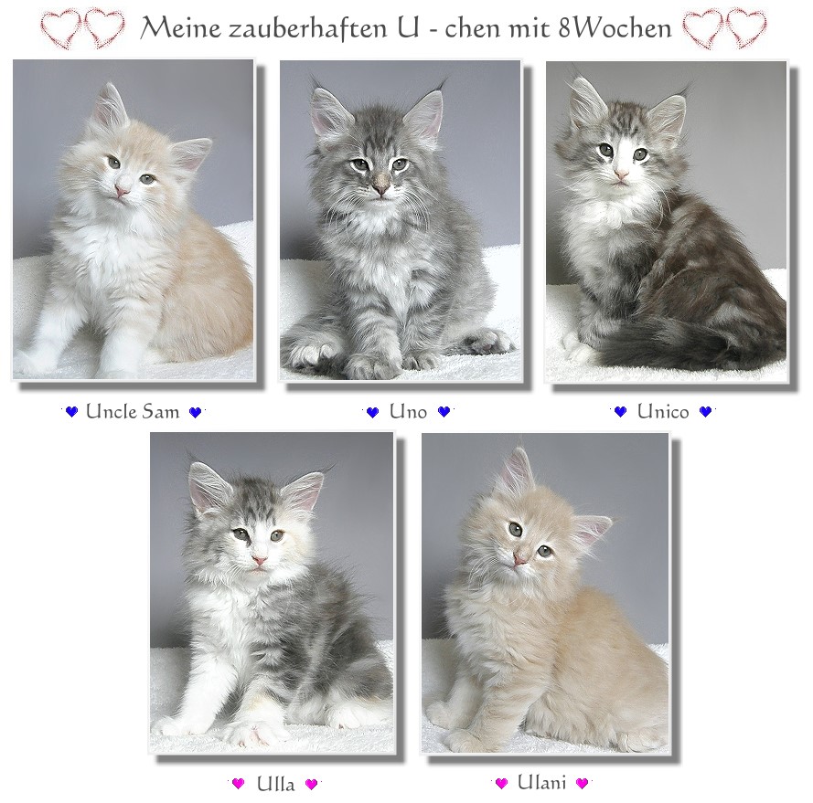 Meine U-chen 8 Wochen alt