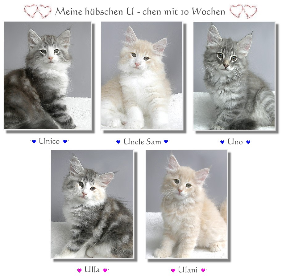 Meine U-chen 10 Wochen alt